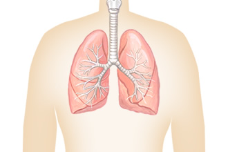 肺 — 大腸について